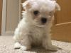 Puppies for sale Germany, Chemnitz Maltese