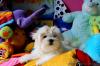 Puppies for sale Germany, Aachen Maltese