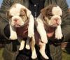 Puppies for sale Slovenia, Belgrade, Kikinda English Bulldog