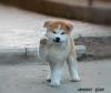 Puppies for sale Slovenia, Novi Sad Akita