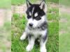 Puppies for sale Turkmenistan, Ashgabat Haski