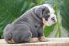 Puppies for sale Germany, Giessen English Bulldog