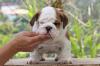 Puppies for sale Germany, Gera English Bulldog