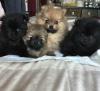 Puppies for sale France, Orleans Pomeranian Spitz