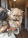 Puppies for sale Netherlands, Petten Pomeranian Spitz