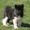 Puppies for sale Netherlands, Bergen aan Zee Akita