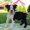 Puppies for sale Germany, Frankfurt Boston Terrier