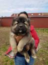 Puppies for sale Slovenia, Novi Sad Caucasian Shepherd Dog