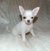 Puppies for sale Cyprus, Ayia Napa Chihuahua