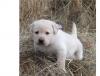 Puppies for sale Cyprus, Ayia Napa Labrador