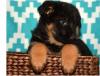 Puppies for sale Cyprus, Ayia Napa German Shepherd Dog