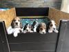 Puppies for sale Finland, Helsinki Basset Hound