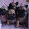 Puppies for sale Finland, Helsinki French Bulldog