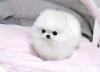 Puppies for sale Cyprus, Ayia Napa Pomeranian Spitz