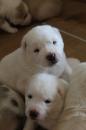Puppies for sale Slovenia, Novi Sad Central Asia Shepherd Dog