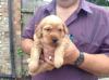 Puppies for sale Germany, Dresden Labrador