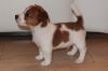 Puppies for sale Cyprus, Ayia Napa Jack Russell Terrier