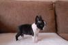 Puppies for sale Germany, Linden Boston Terrier