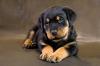 Puppies for sale Germany, Augsburg Rottweiler