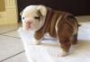 Puppies for sale Germany, Bochum English Bulldog