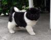 Puppies for sale Germany, Magdeburg Akita