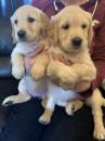 Puppies for sale Bulgaria, Sofia Golden Retriever