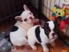 Puppies for sale Cyprus, Ayia Napa French Bulldog