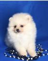Puppies for sale Bulgaria, Shumen Pomeranian Spitz