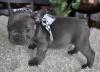Puppies for sale USA, California, Los Angeles French Bulldog