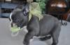 Puppies for sale USA, California, San Francisco French Bulldog