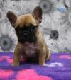 Puppies for sale Germany, Bochum French Bulldog