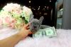 Puppies for sale USA, California, San Diego French Bulldog