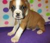 Puppies for sale Hungary, Budapest Boxer