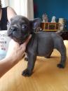 Puppies for sale USA, Illinois, Chicago French Bulldog