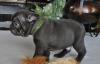Puppies for sale USA, California, San Jose French Bulldog