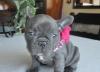 Puppies for sale USA, Pennsylvania, Philadelphia French Bulldog