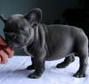 Puppies for sale USA, Florida, Jacksonville French Bulldog