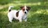 Puppies for sale Cyprus, Limassol Jack Russell Terrier