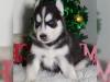 Buy a dog Finland, Kuopio Haski