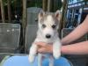 Buy a dog Cyprus, Limassol Haski