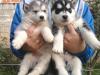 Buy a dog Latvia, Bauska Haski