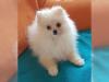 Puppies for sale Russia, Belgorod Pomeranian Spitz