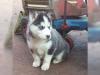 Puppies for sale Kazakhstan, Temirtau Haski