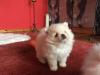 Puppies for sale Ukraine, Ivano-Frankivsk Pomeranian Spitz