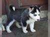 Puppies for sale Armenia, Vanadzor Haski