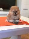 Puppies for sale Slovenia, Belgrade Pomeranian Spitz
