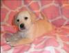 Puppies for sale Spain, Merida Labrador