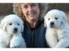 Dogs free Spain, Alicante Labrador