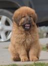 Продам щенка Poland, Bydgoszcz Tibetan Mastiff