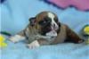 Puppies for sale Netherlands, Eindhoven English Bulldog